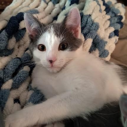 Enlarge Penelope, a ADOPTABLE Domestic Short Hair in Oswego, NY image 1/1