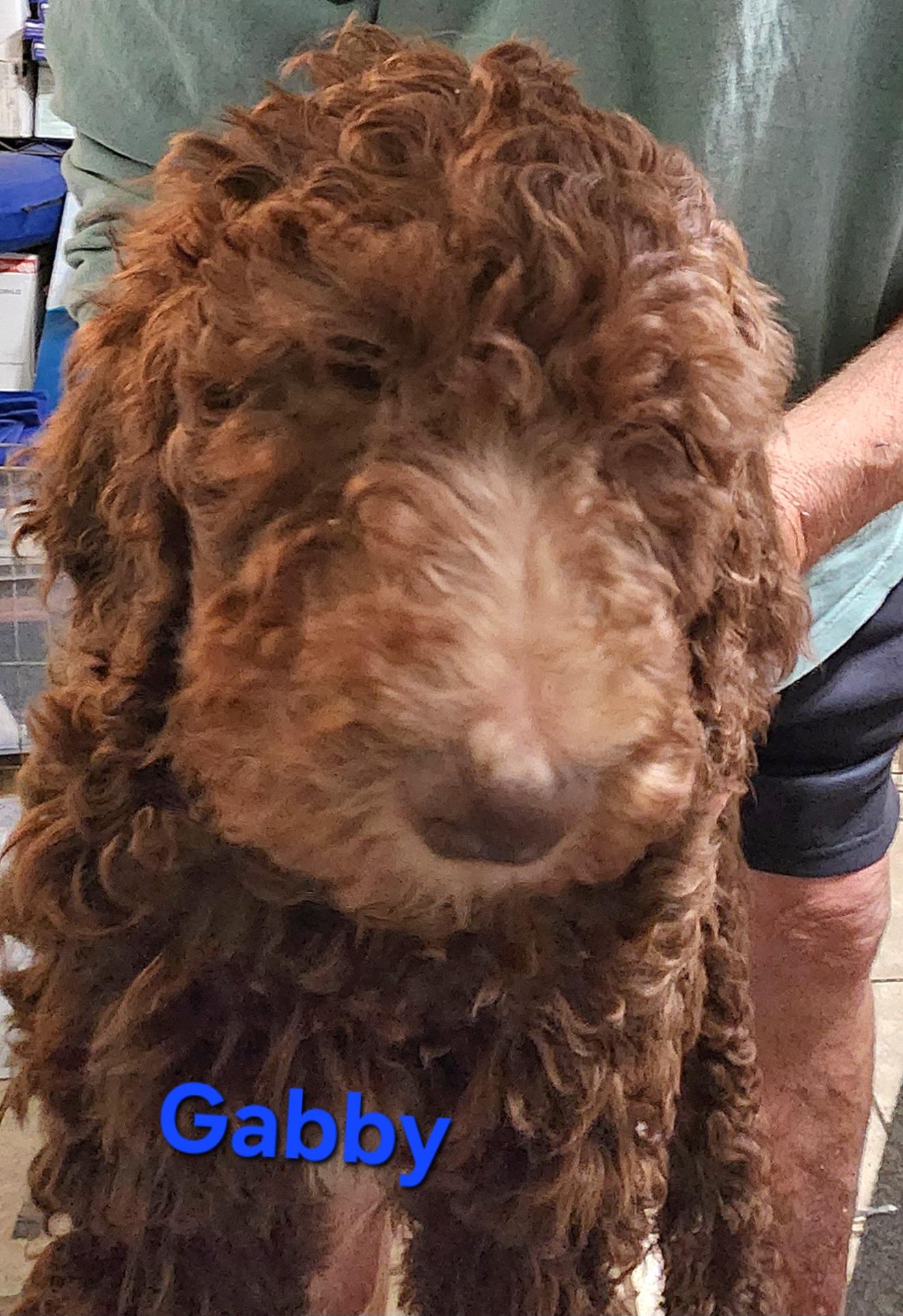 Enlarge Gabby, a Adoptable Standard Poodle in North Augusta, SC image 1/1