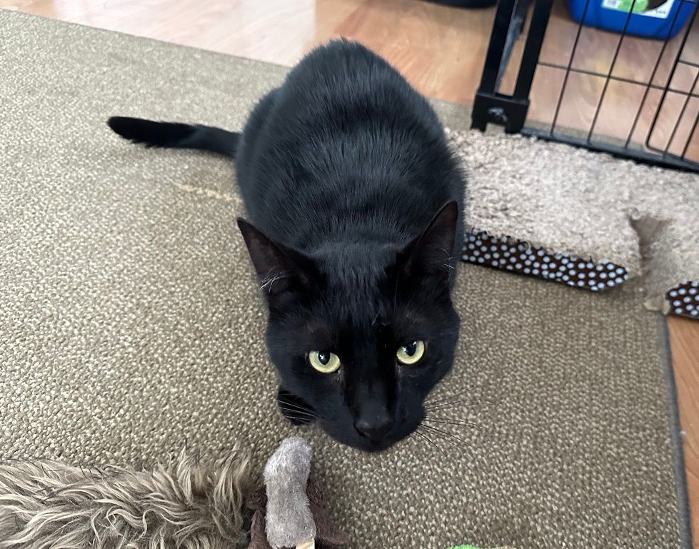 Inky, a Adoptable Domestic Short Hair in Midway City, CA image 1/9