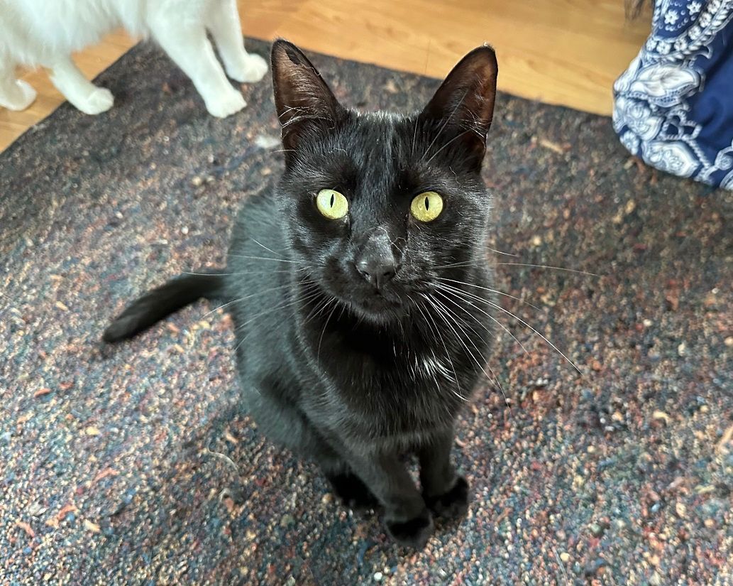 Inky, a Adoptable Domestic Short Hair in Midway City, CA image 2/9