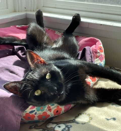 Inky, a Adoptable Domestic Short Hair in Midway City, CA image 3/9