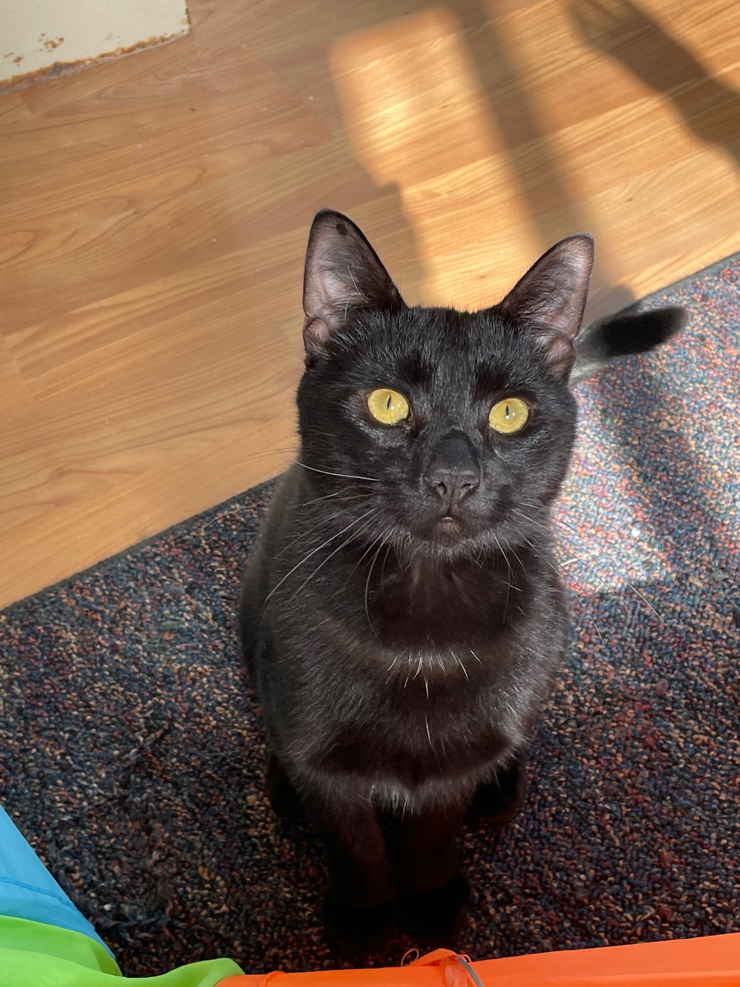 Inky, a Adoptable Domestic Short Hair in Midway City, CA image 4/9