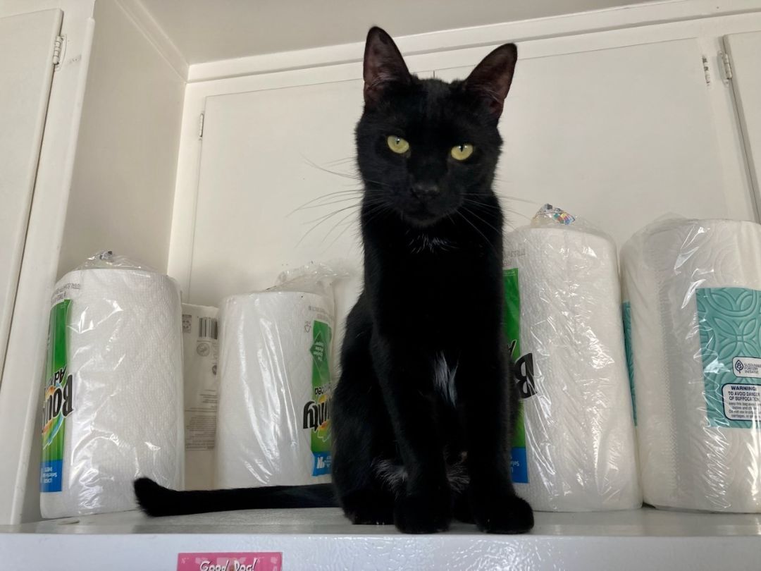 Inky, a Adoptable Domestic Short Hair in Midway City, CA image 5/9