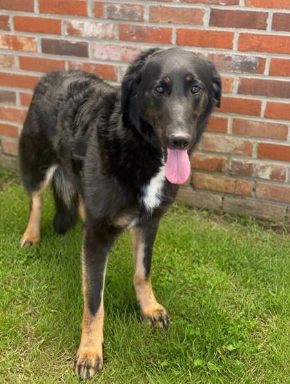 Enlarge Bones (2), a Adoptable mixed breed in Bowling Green, KY image 1/2