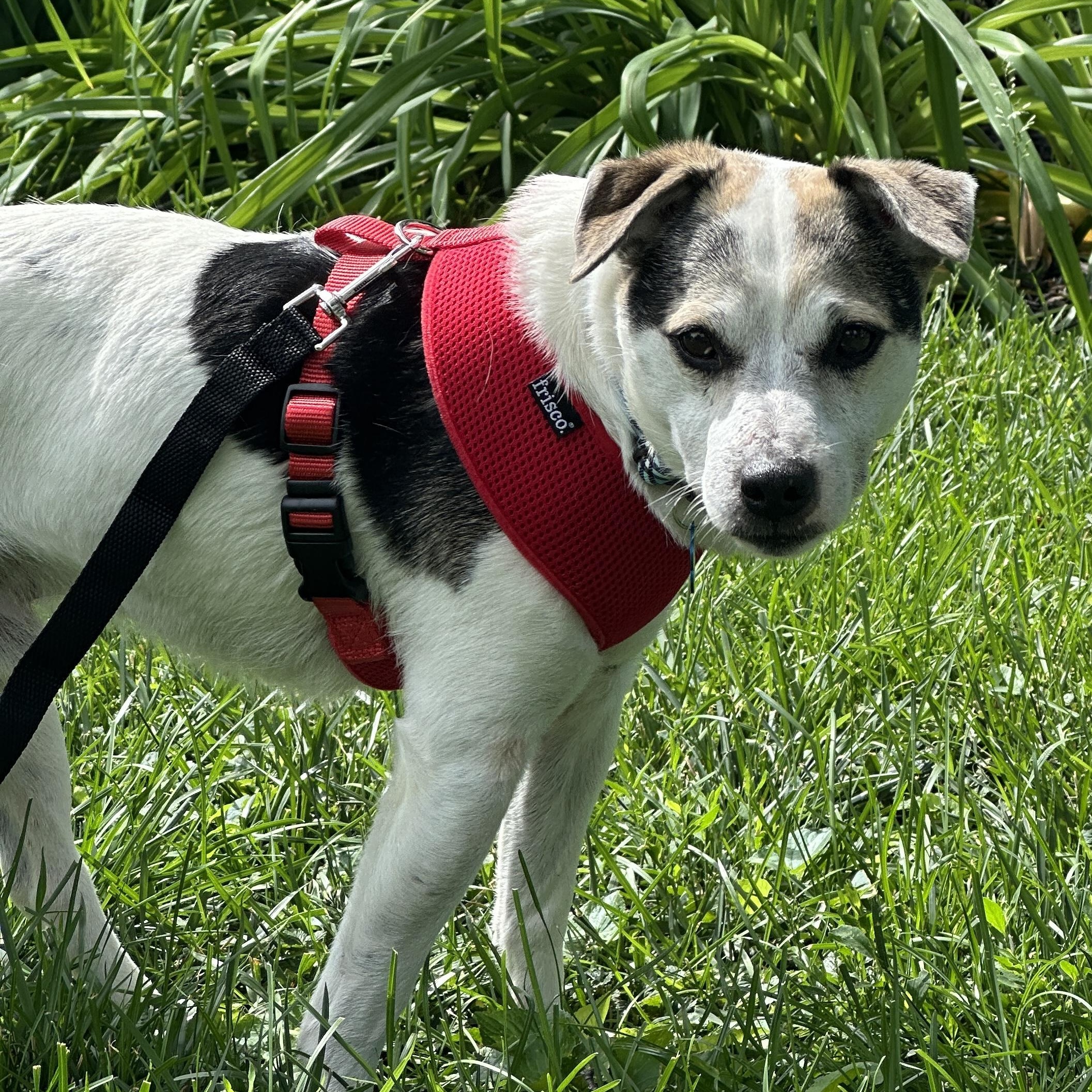 Enlarge Rascal, a ADOPTABLE mixed breed in Omaha, NE image 3/5