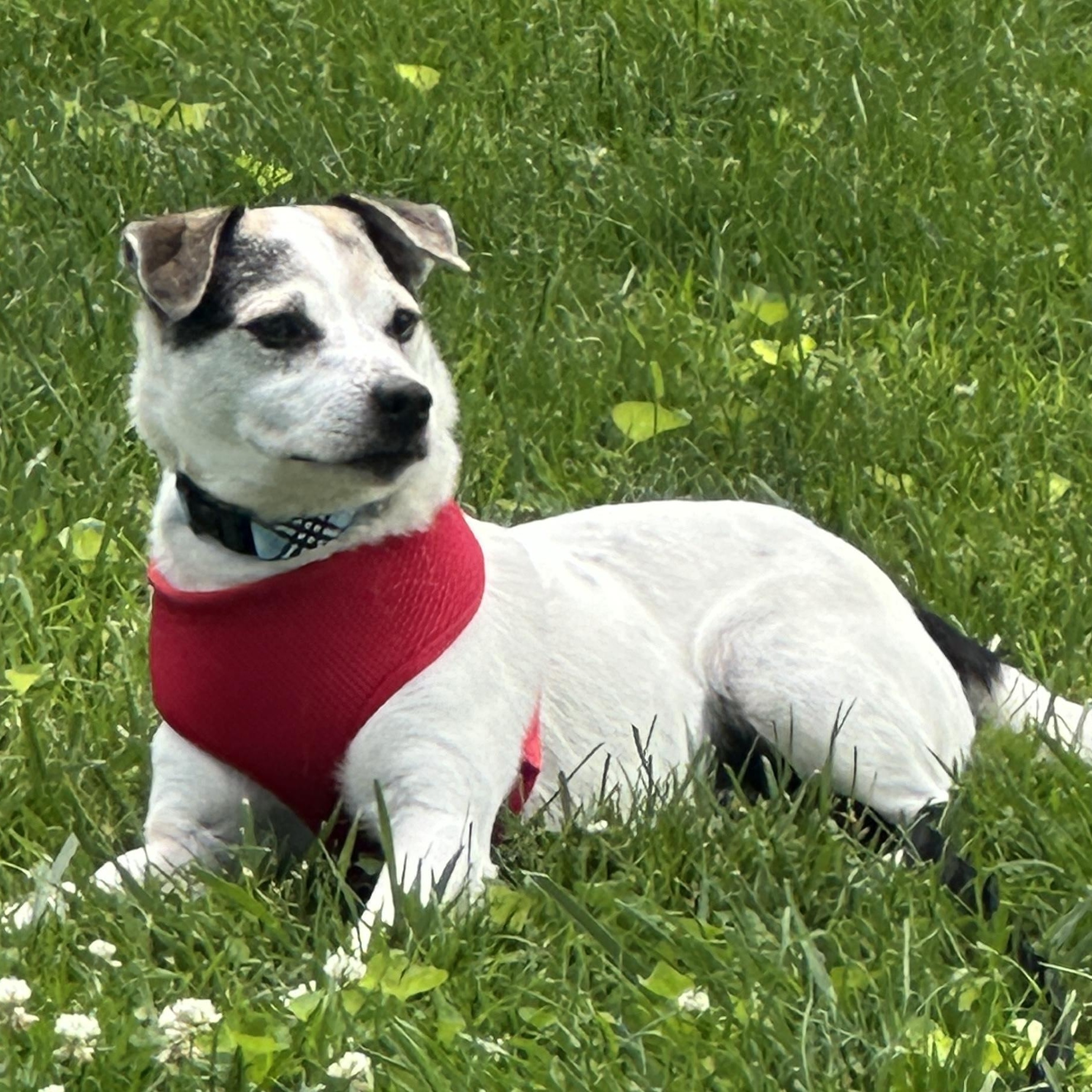 Rascal, ADOPTABLE, Adult Male Rat Terrier.