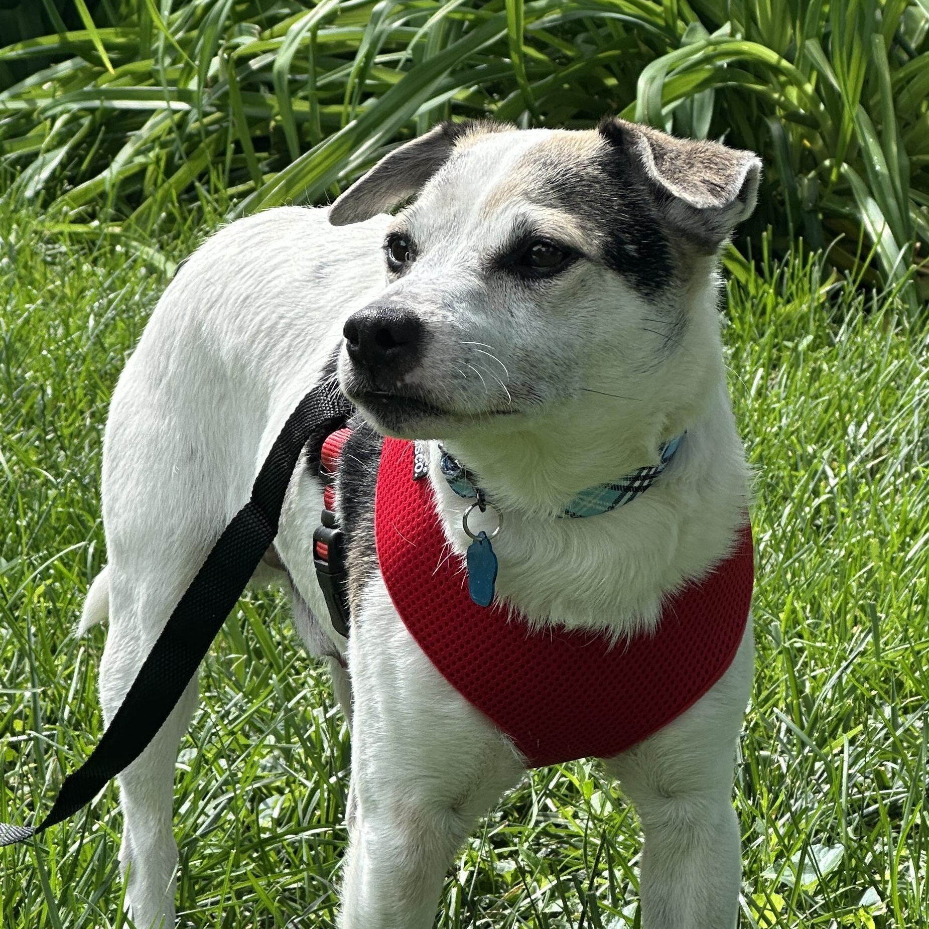 Enlarge Rascal, a ADOPTABLE mixed breed in Omaha, NE image 2/5
