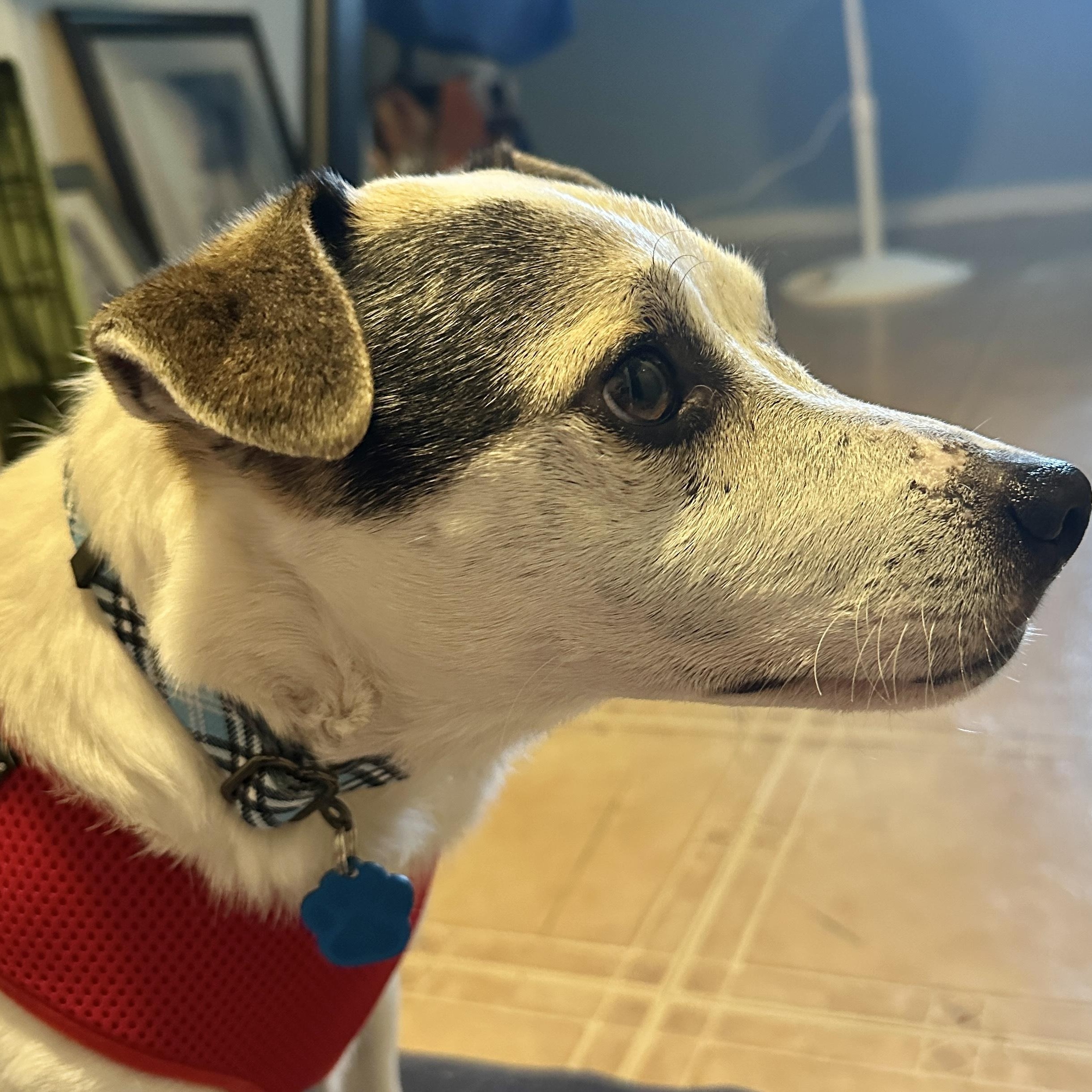 Enlarge Rascal, a ADOPTABLE mixed breed in Omaha, NE image 5/5