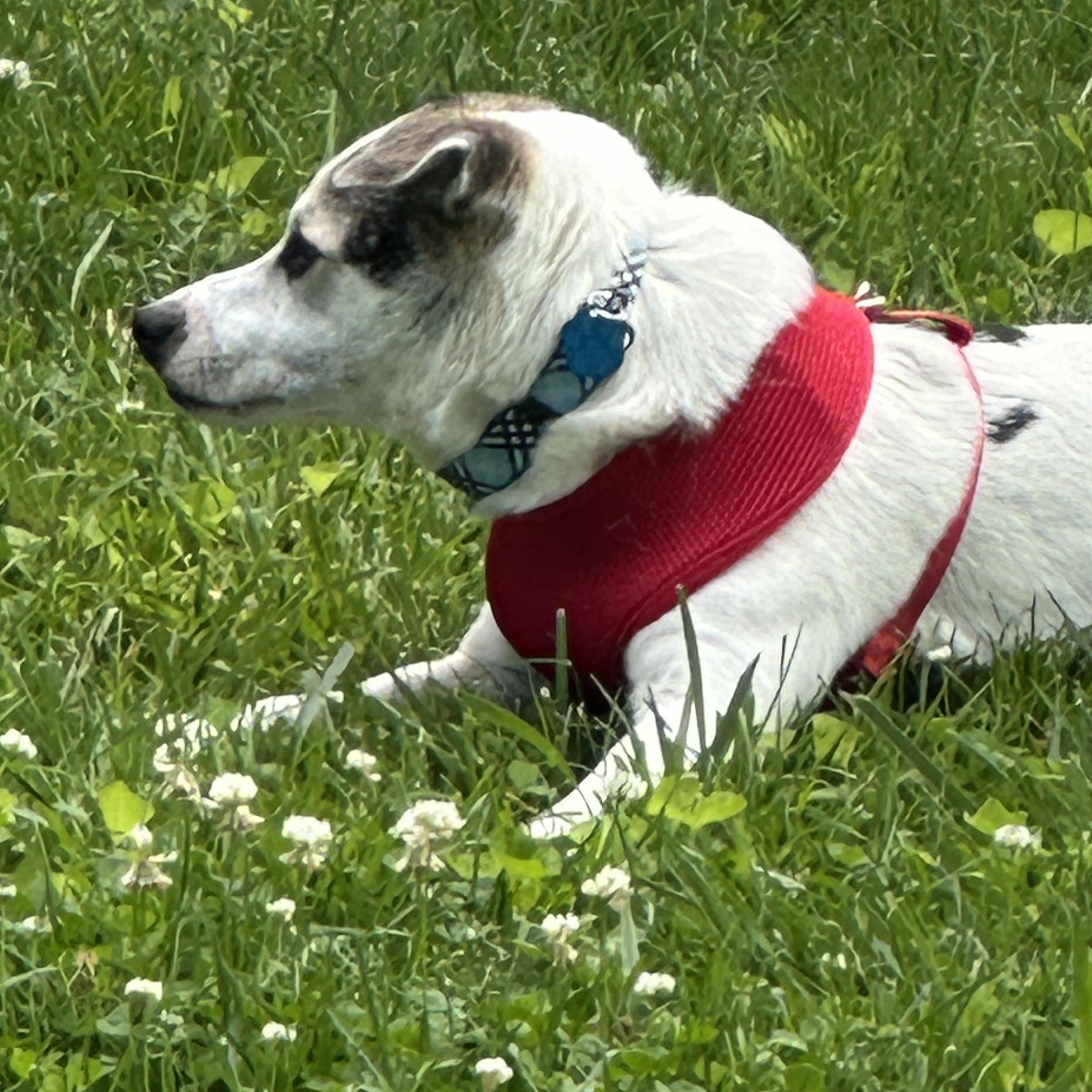 Enlarge Rascal, a ADOPTABLE mixed breed in Omaha, NE image 4/5