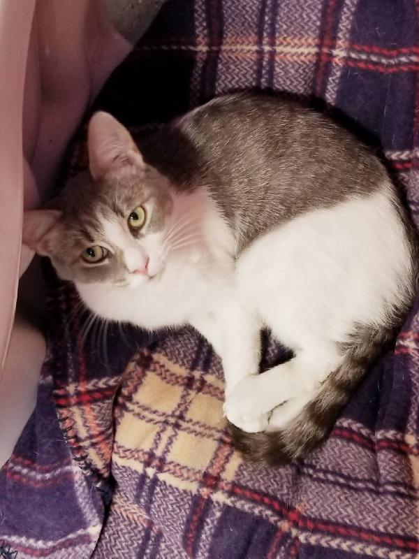 STAR, ADOPTABLE, Young Female Domestic Short Hair.