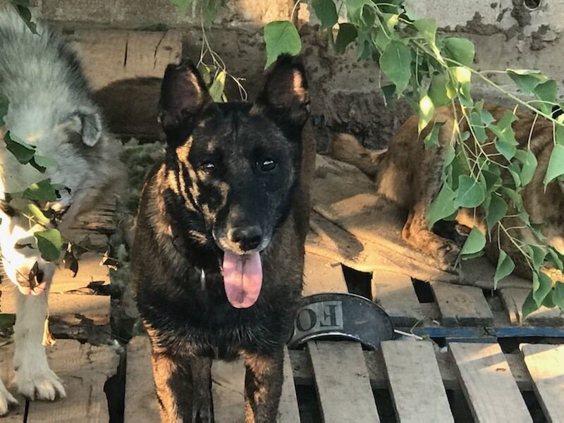 Enlarge Marin, a Adoptable Belgian Shepherd / Malinois in Austin, TX image 1/1