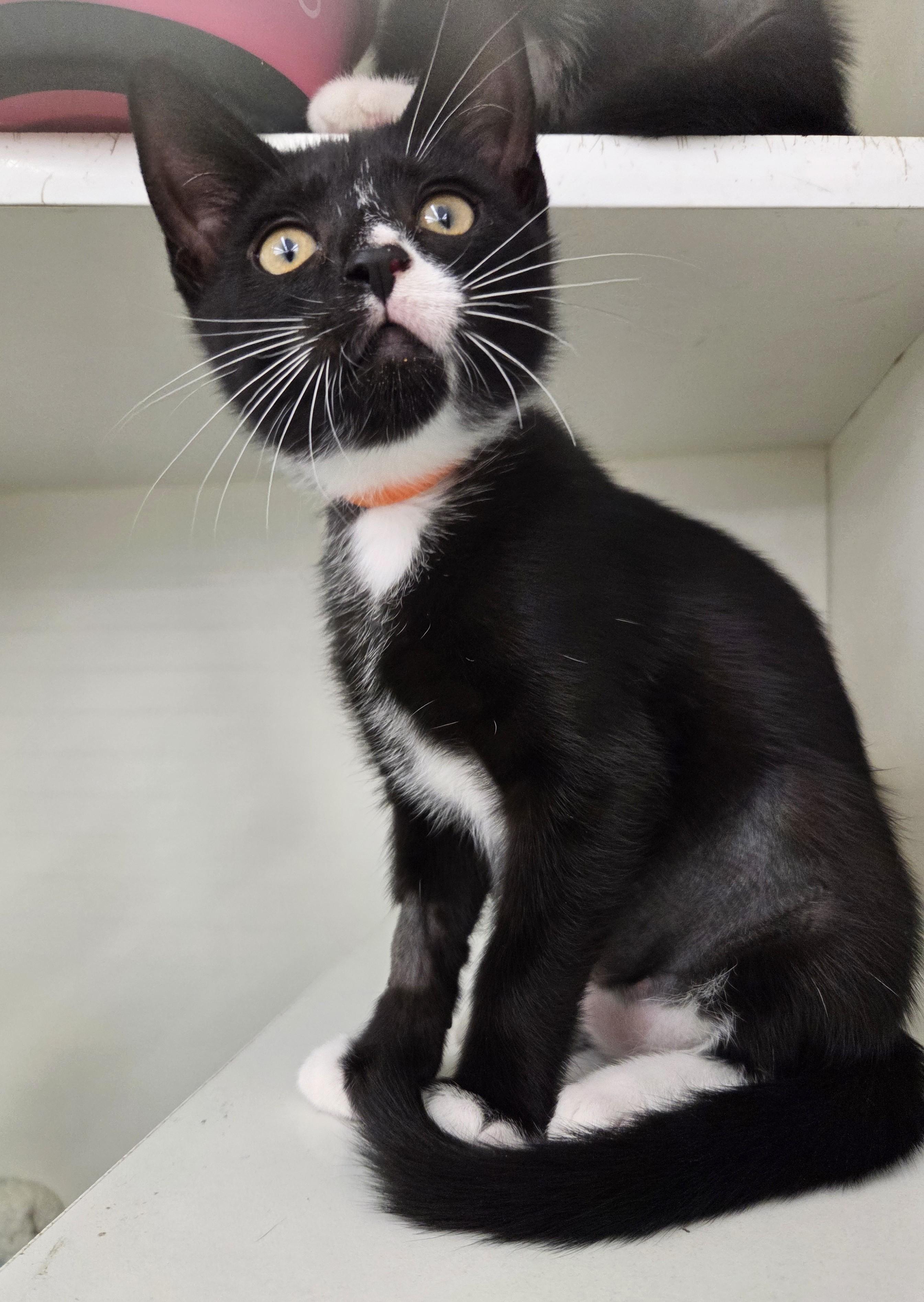 Dorothy, adopted, Kitten Female Tuxedo.