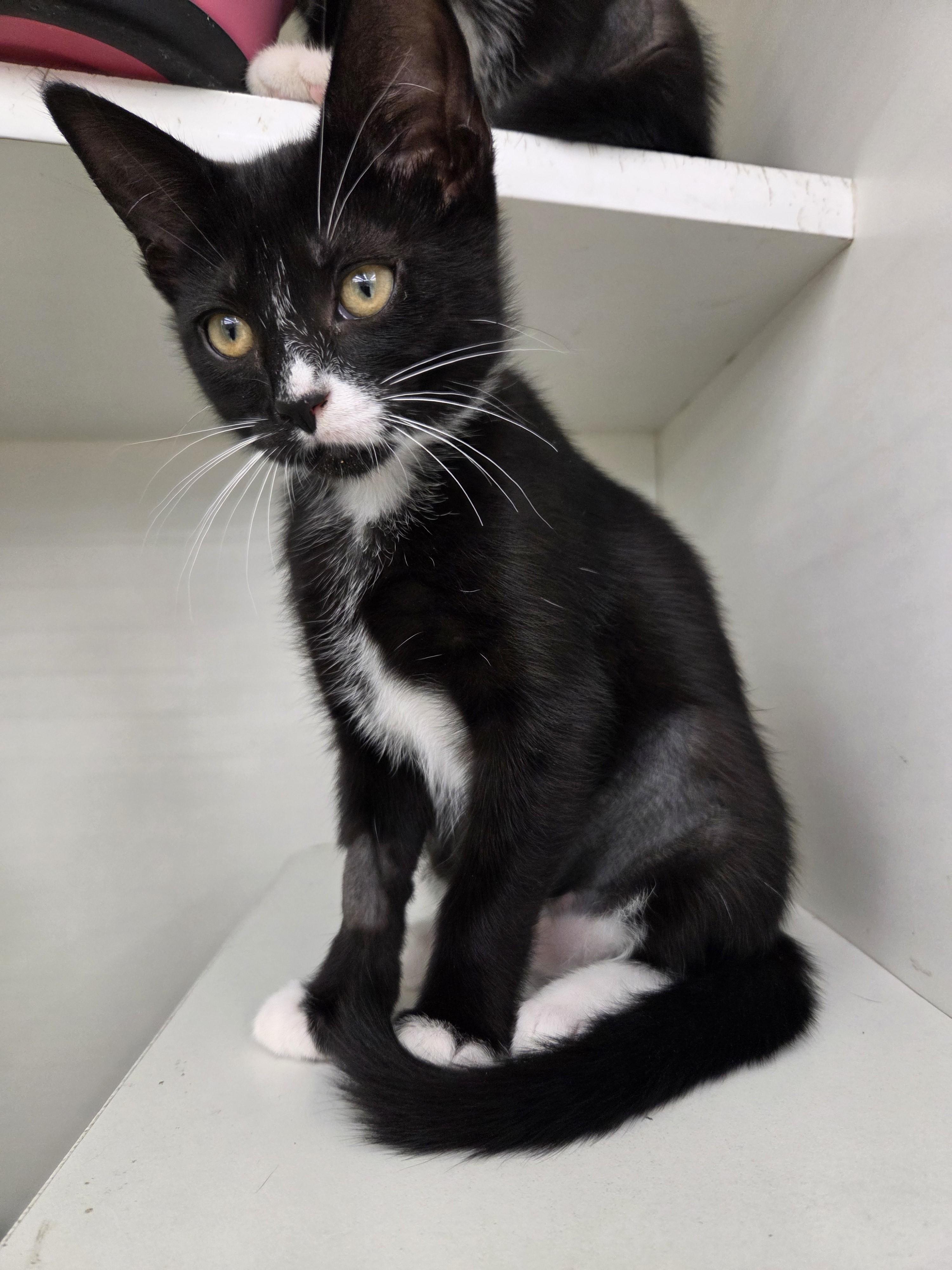 Dorothy, an adopted Tuxedo in New Albany, OH image 3/3