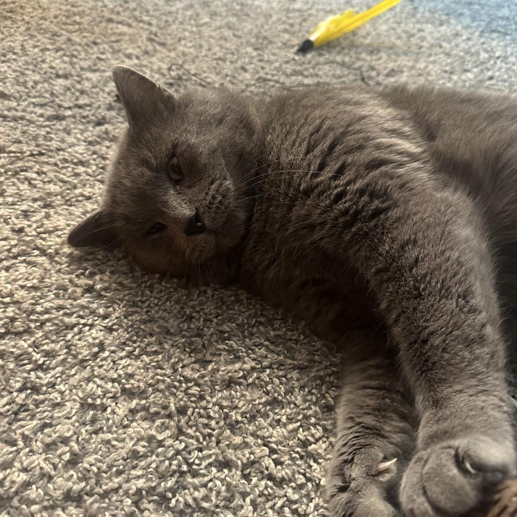 Enlarge Grayman, a Adoptable Domestic Short Hair in Greenfield, IN image 2/6