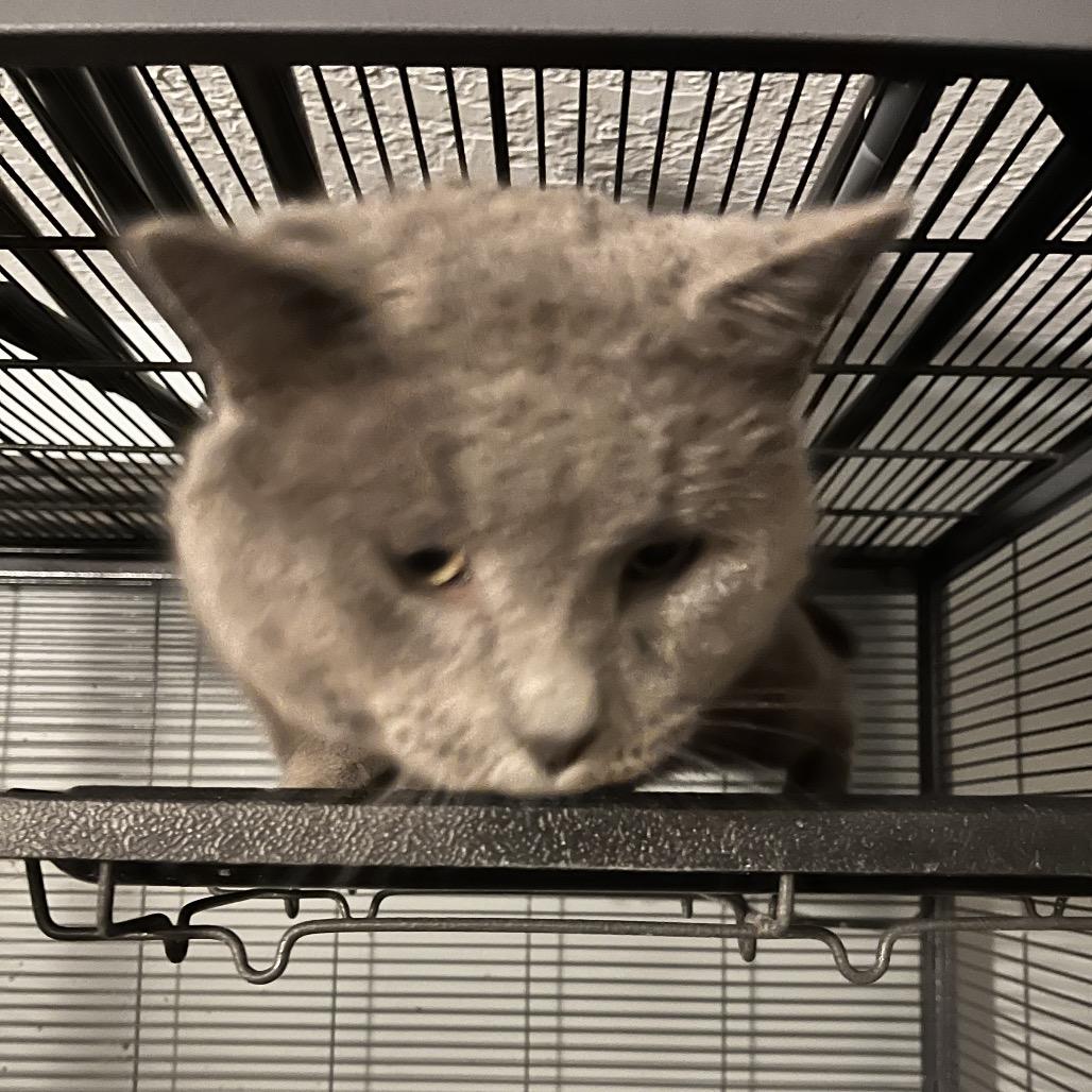 Enlarge Grayman, a Adoptable Domestic Short Hair in Greenfield, IN image 3/6