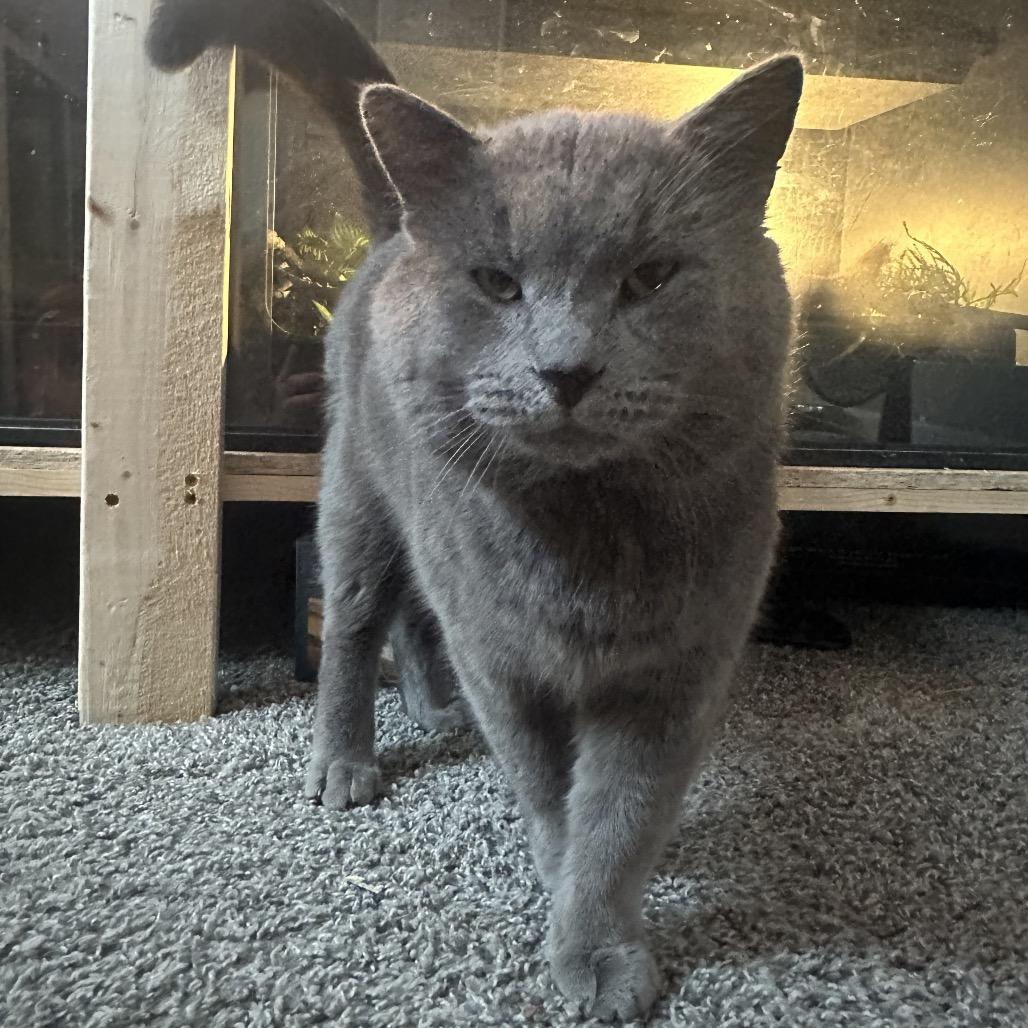 Enlarge Grayman, a Adoptable Domestic Short Hair in Greenfield, IN image 4/6