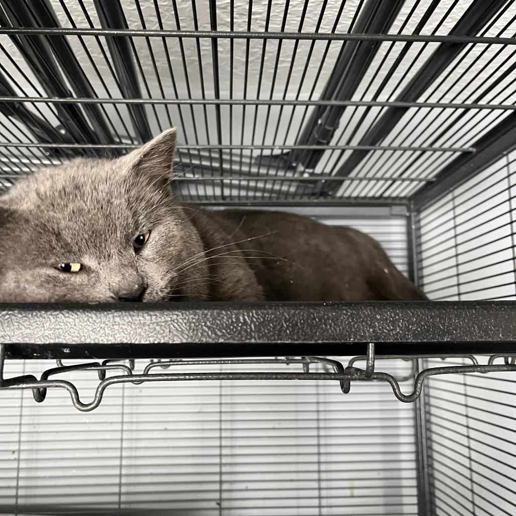 Enlarge Grayman, a Adoptable Domestic Short Hair in Greenfield, IN image 6/6
