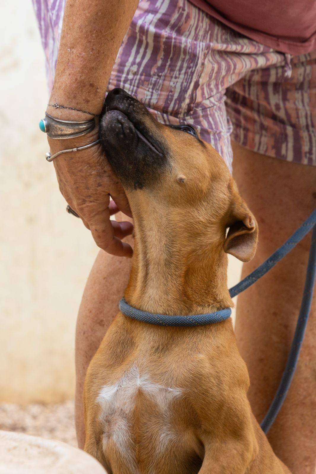 Enlarge Otto, a ADOPTABLE mixed breed in New York, NY image 5/6