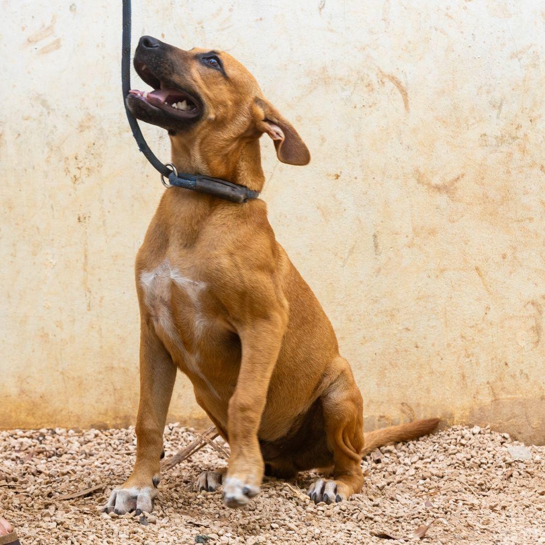 Enlarge Otto, a ADOPTABLE mixed breed in New York, NY image 4/6