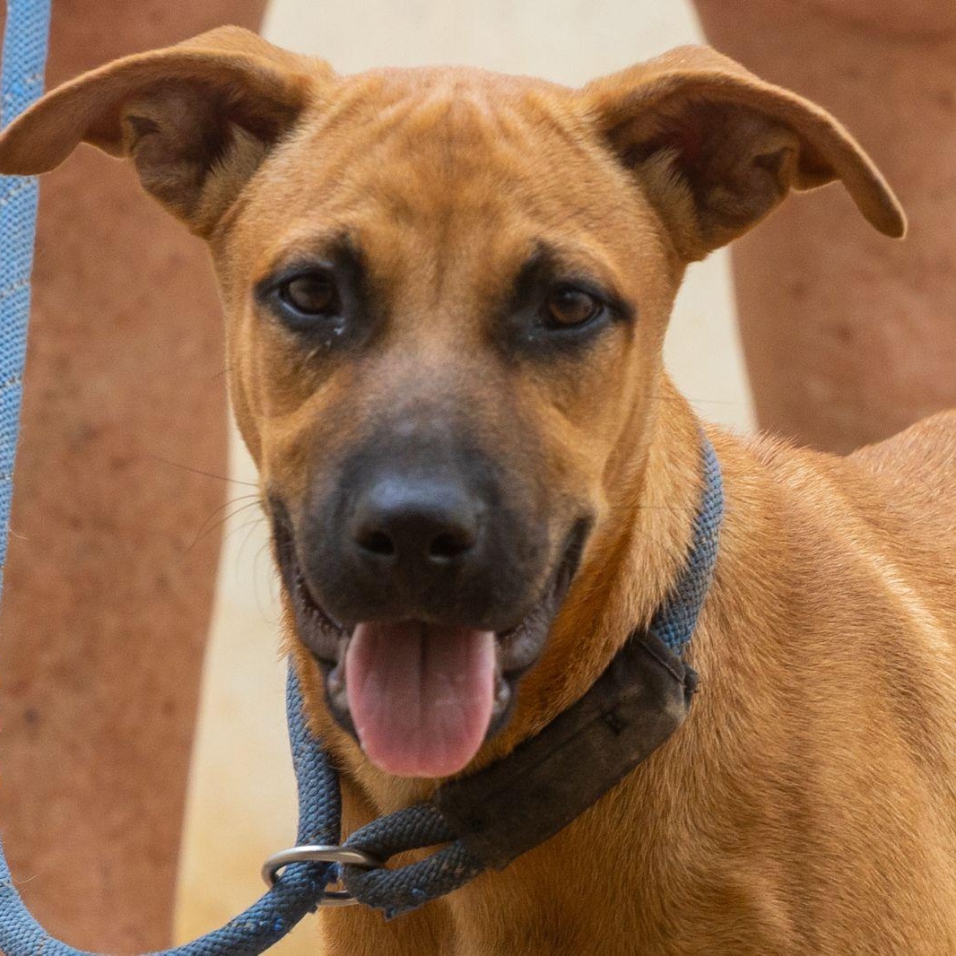 Enlarge Otto, a ADOPTABLE mixed breed in New York, NY image 1/6