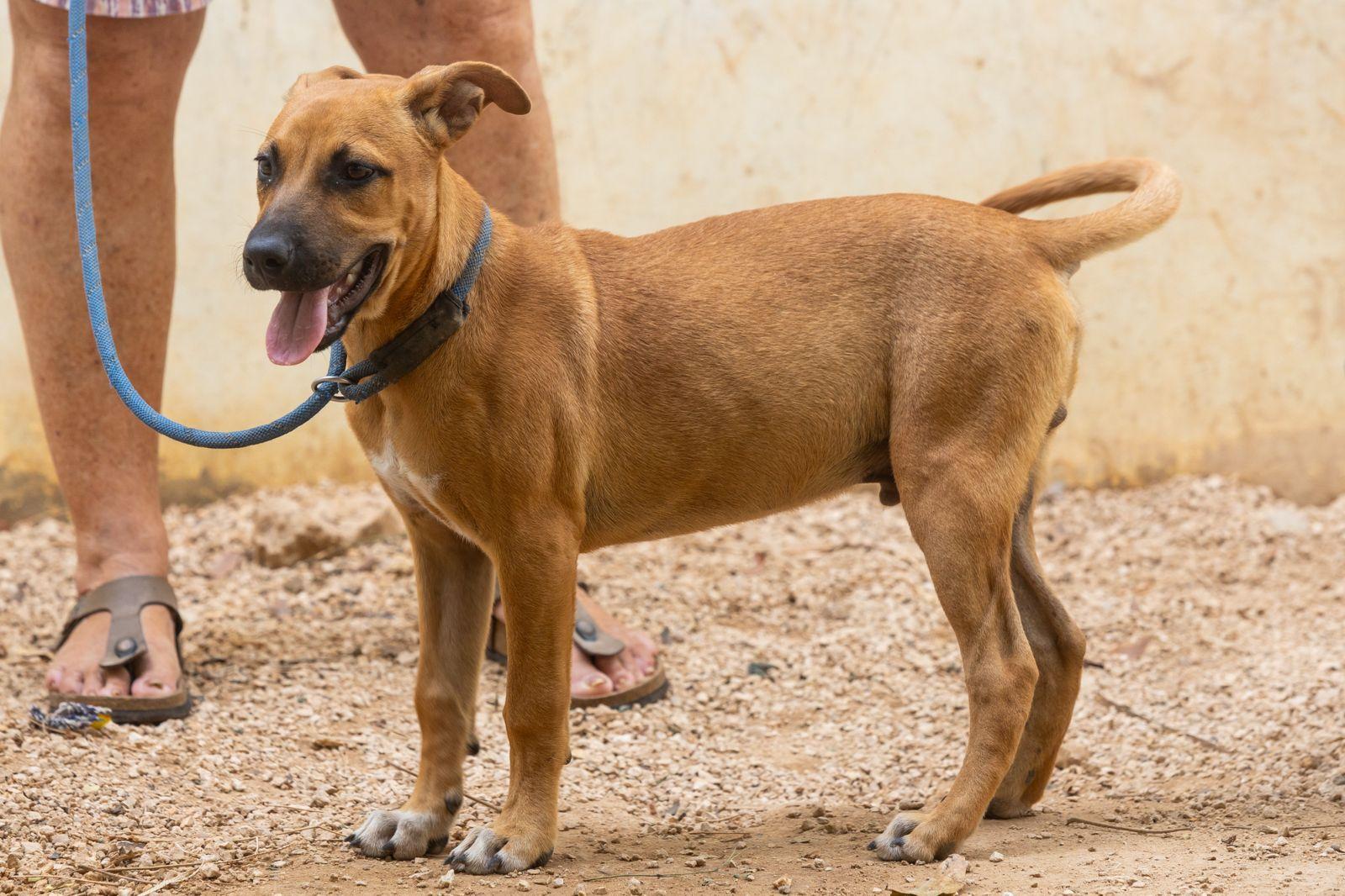 Enlarge Otto, a ADOPTABLE mixed breed in New York, NY image 6/6