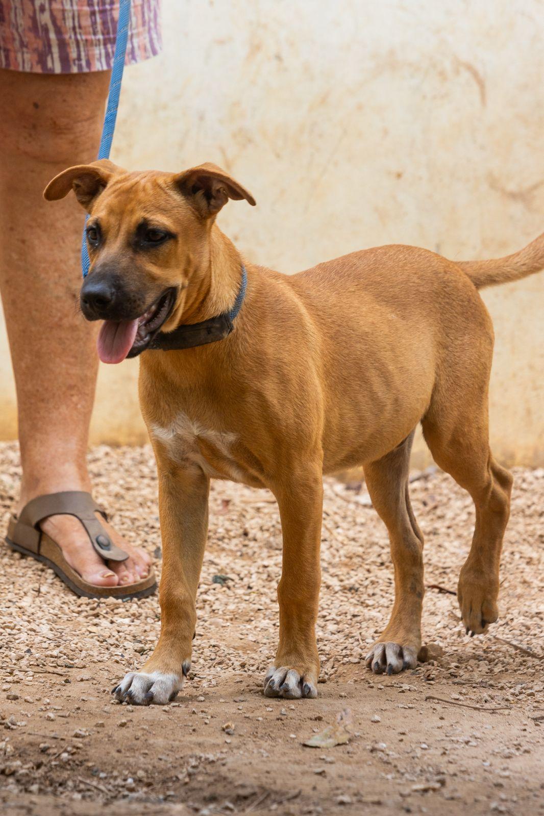 Enlarge Otto, a ADOPTABLE mixed breed in New York, NY image 2/6