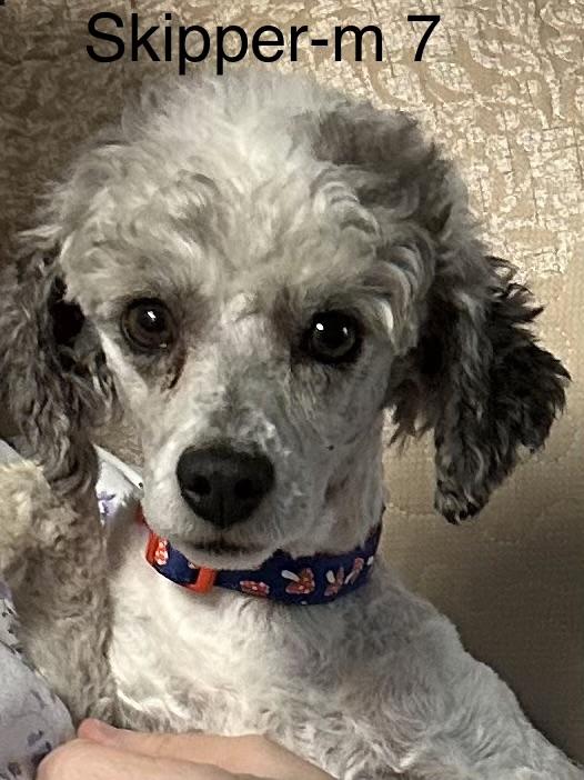 Enlarge Skipper, a ADOPTABLE Poodle in Hop Bottom, PA image 1/1