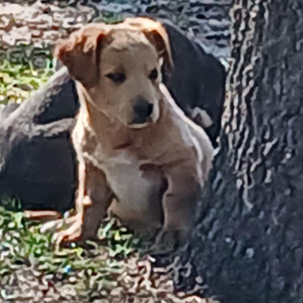 Enlarge Zim, a Adoptable Mixed Breed in Williston, FL image 1/6