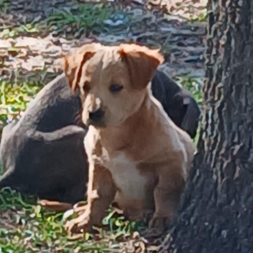 Enlarge Zim, a Adoptable Mixed Breed in Williston, FL image 2/6