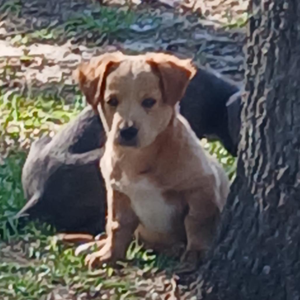 Enlarge Zim, a Adoptable Mixed Breed in Williston, FL image 3/6