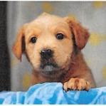 Enlarge Zim, a Adoptable Mixed Breed in Williston, FL image 4/6