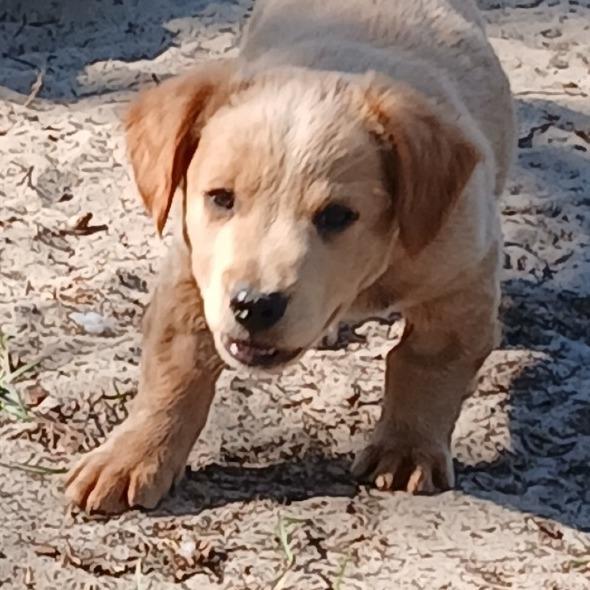 Enlarge Zim, a Adoptable Mixed Breed in Williston, FL image 5/6