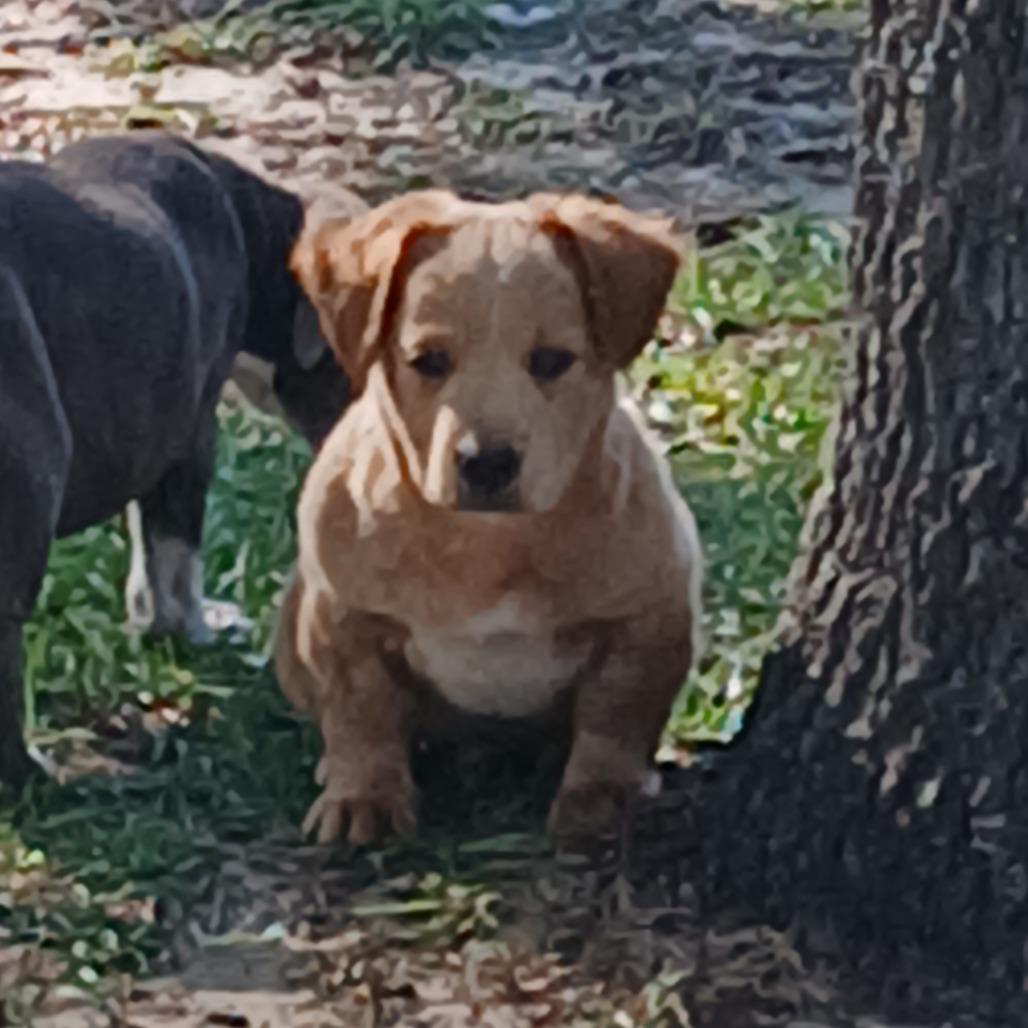 Enlarge Zim, a Adoptable Mixed Breed in Williston, FL image 6/6