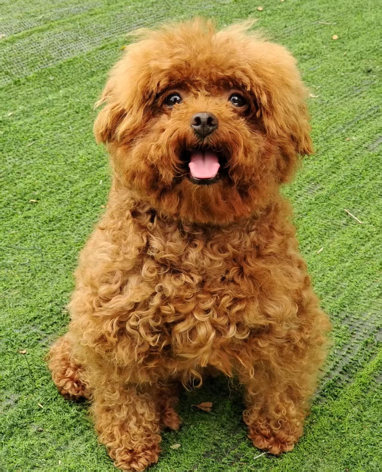Walnut, Young Female Poodle (Toy)