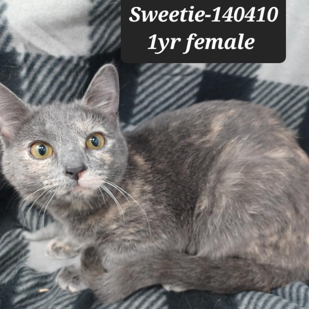 Sweetie, Adoptable, Young Female Domestic Short Hair.