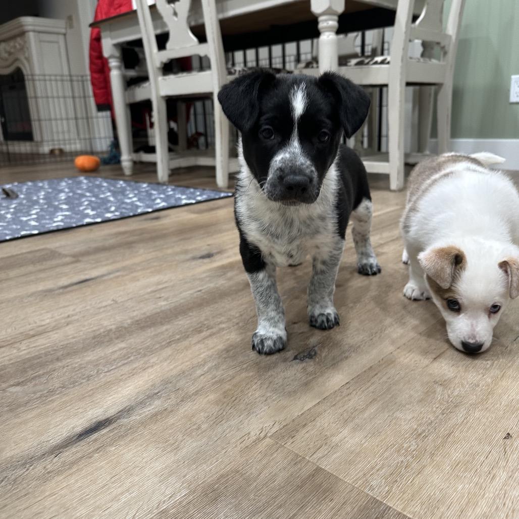 Enlarge Wild Bill, a Adoptable Australian Cattle Dog / Blue Heeler in Festus, MO image 1/6