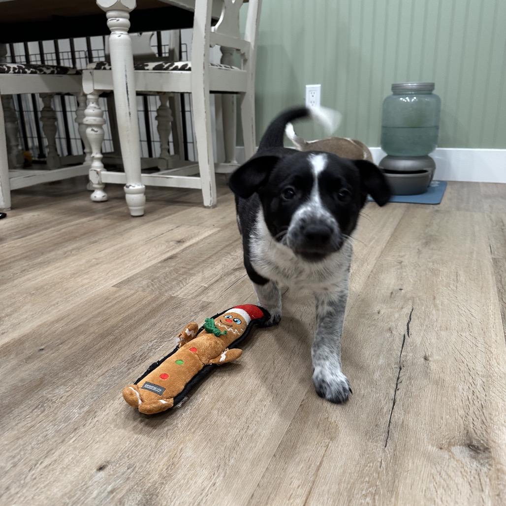 Enlarge Wild Bill, a Adoptable Australian Cattle Dog / Blue Heeler in Festus, MO image 2/6