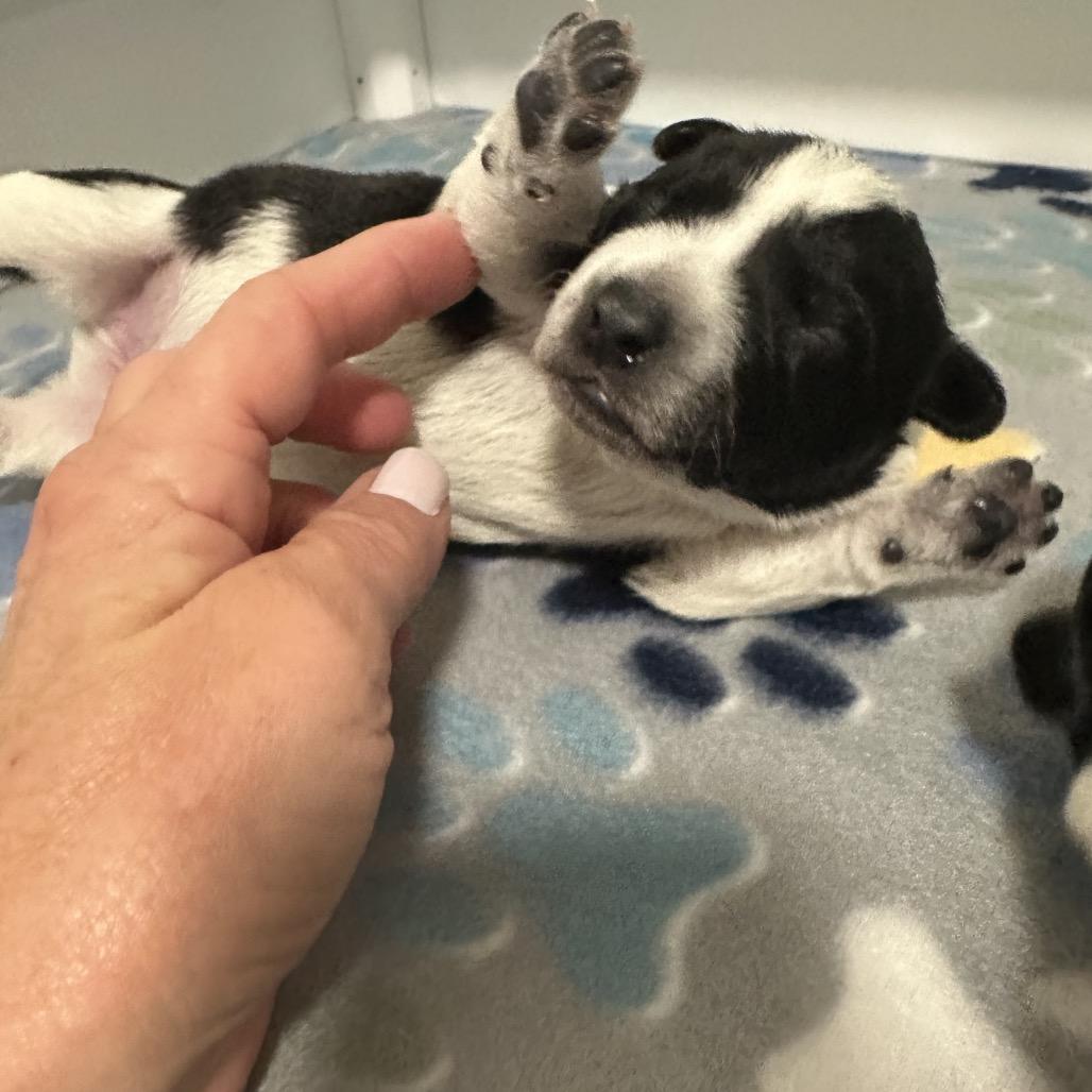 Enlarge Wild Bill, a Adoptable Australian Cattle Dog / Blue Heeler in Festus, MO image 6/6