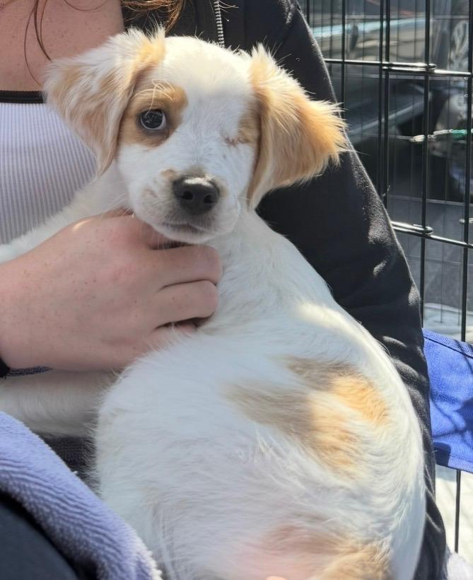 26Gilliam, adopted, Puppy Male Spaniel.