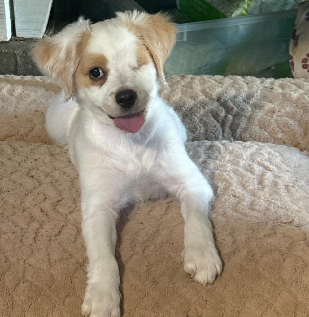 26Gilliam, an adopted mixed breed in Shingle Springs, CA image 2/3