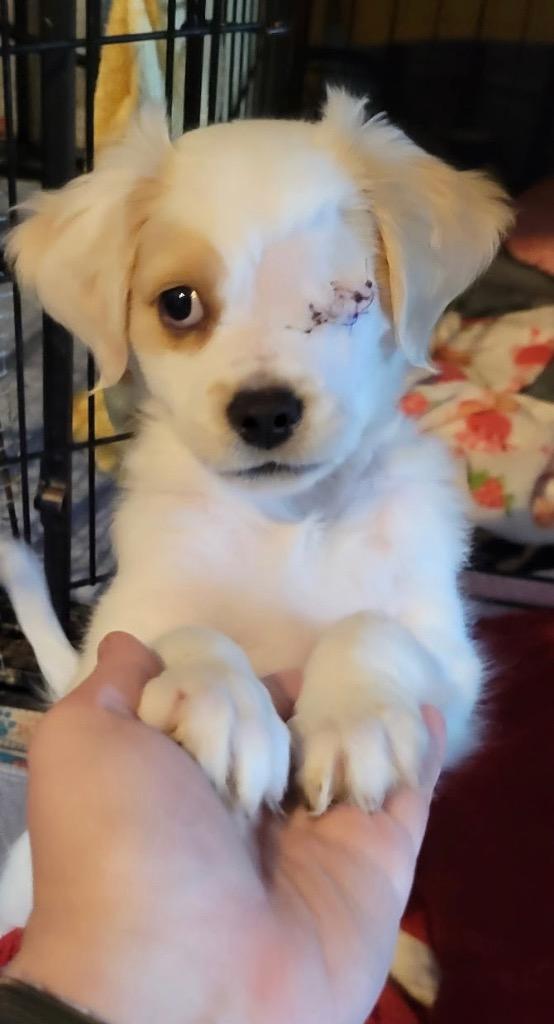 26Gilliam, an adopted mixed breed in Shingle Springs, CA image 3/3