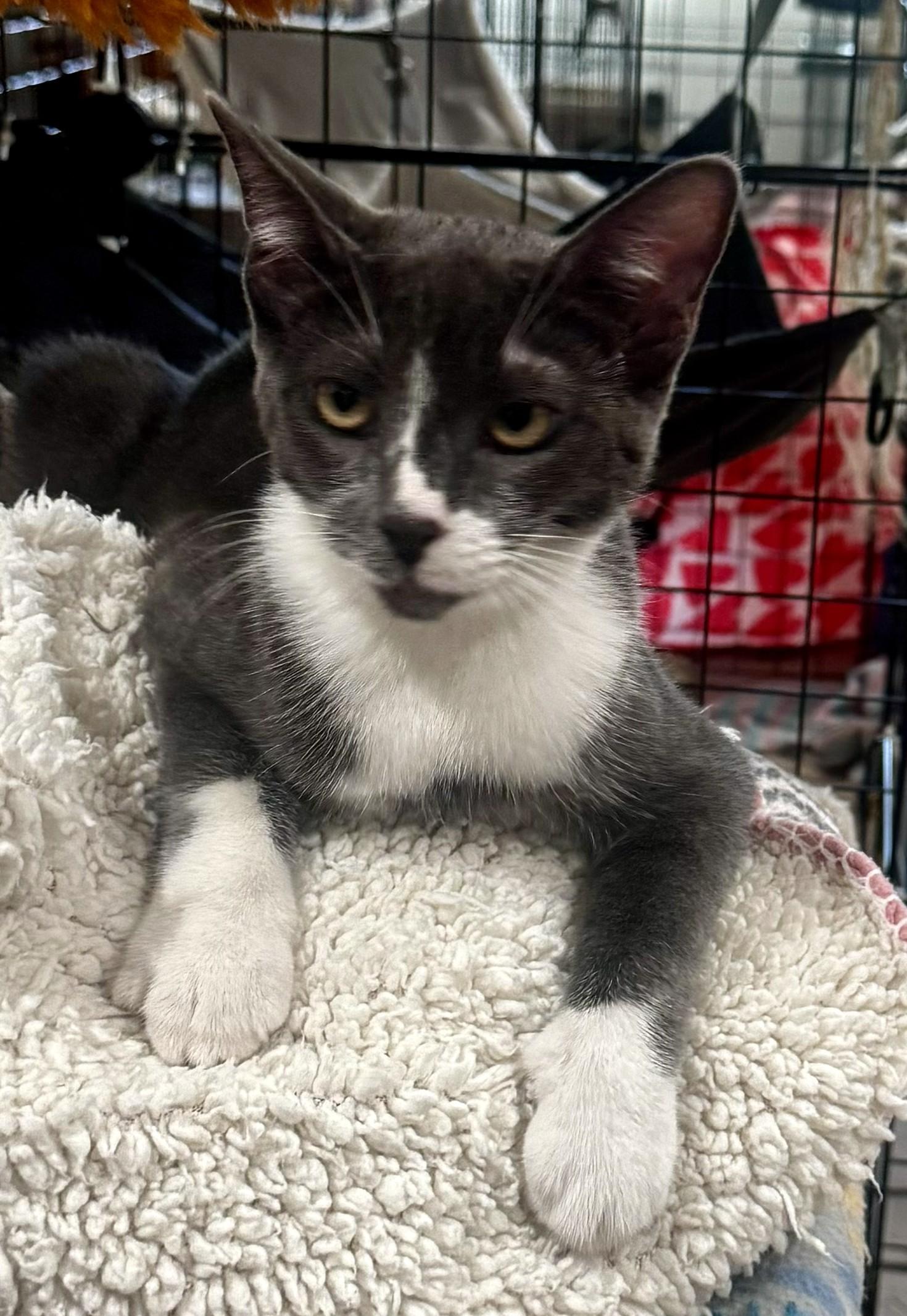 Enlarge Barbie the bobtail, a Adoptable mixed breed in Mission Viejo, CA image 2/3