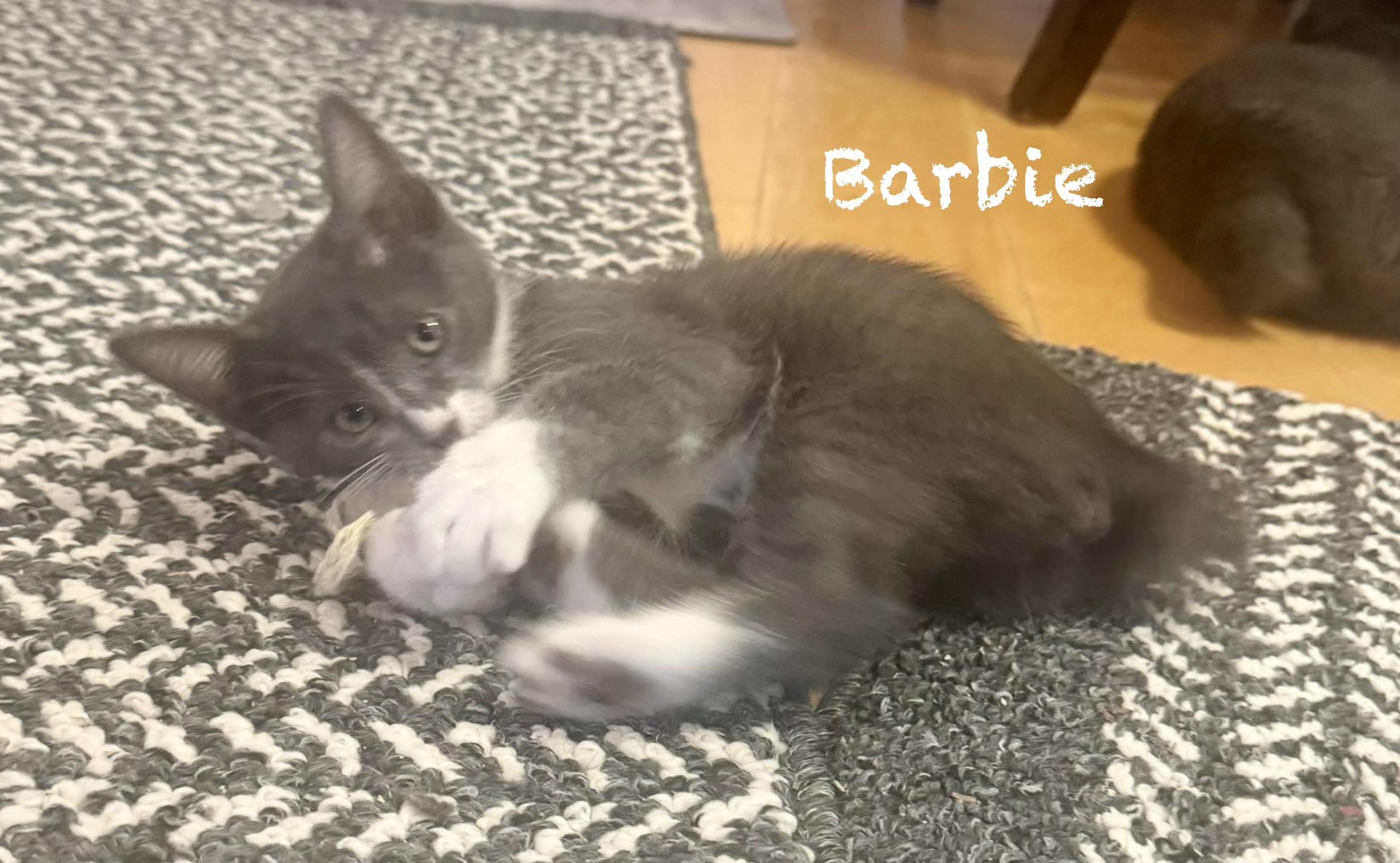 Barbie, ADOPTABLE, Kitten • Female, American Bobtail.