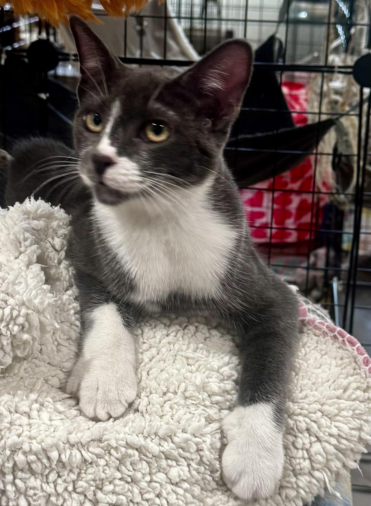 Enlarge Barbie the bobtail, a Adoptable mixed breed in Mission Viejo, CA image 1/3