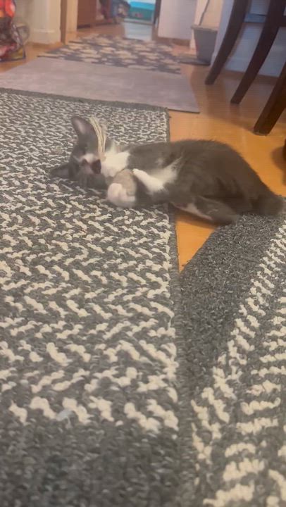 Enlarge Barbie, a Adoptable mixed breed in Mission Viejo, CA video 3/3