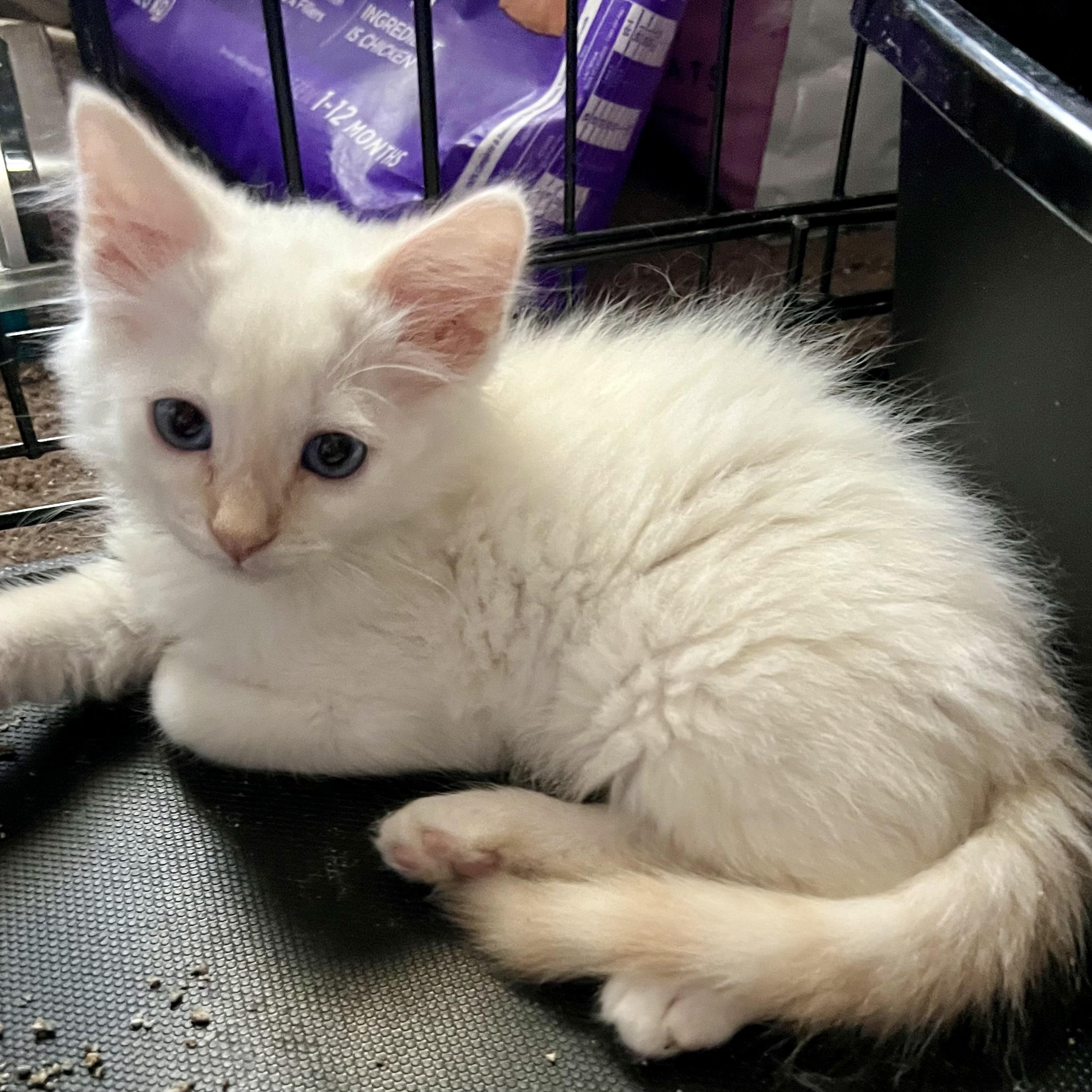 Flamepoint Boy H, an adoptable Siamese in Glendora, CA_image-1