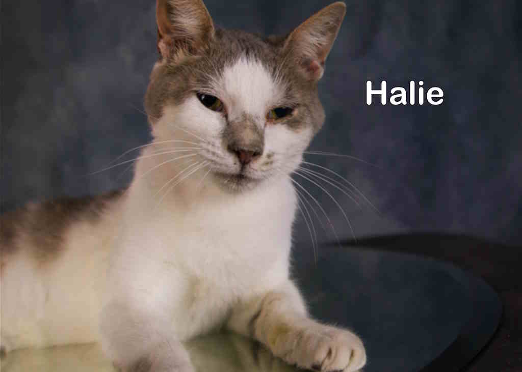 Enlarge Halie, a Adoptable mixed breed in York, NE image 3/4