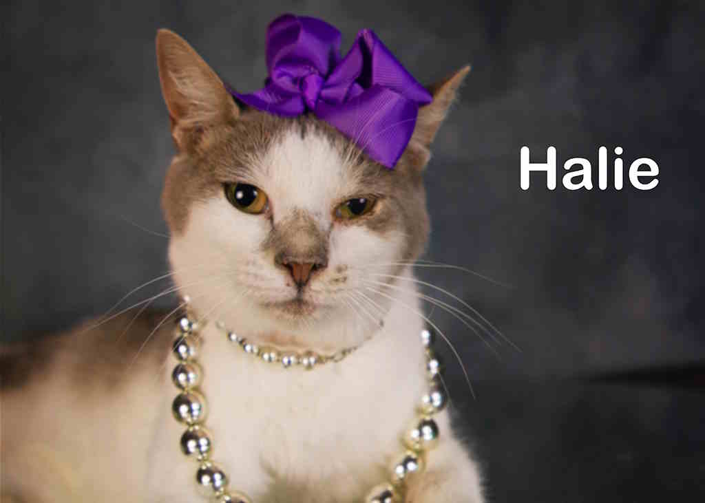 Enlarge Halie, a Adoptable mixed breed in York, NE image 1/4