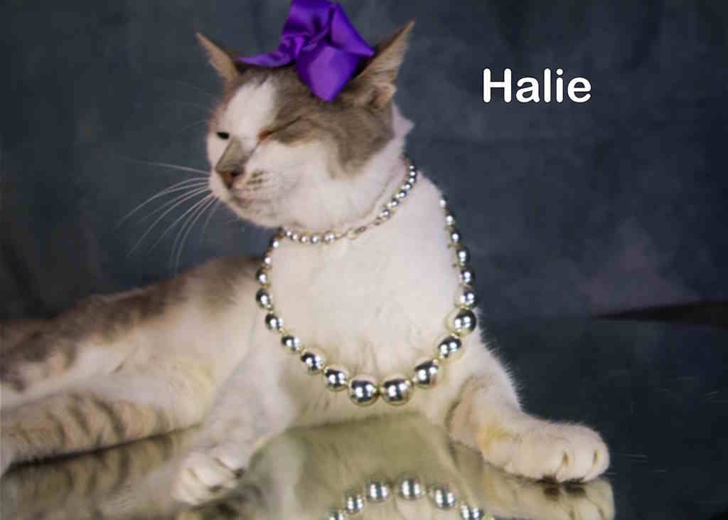 Enlarge Halie, a Adoptable mixed breed in York, NE image 4/4