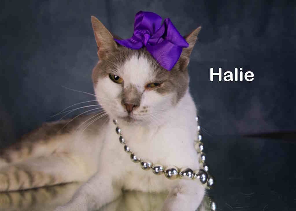 Enlarge Halie, a Adoptable mixed breed in York, NE image 2/4